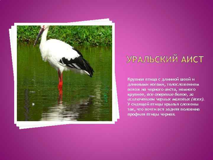 Крупная птица с длинной шеей и длинными ногами, телосложением похож на черного аиста, немного