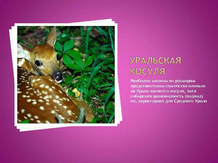 Наиболее мелким по размерам представителем семейства оленьих на Урале является косуля, хотя сибирская разновидность