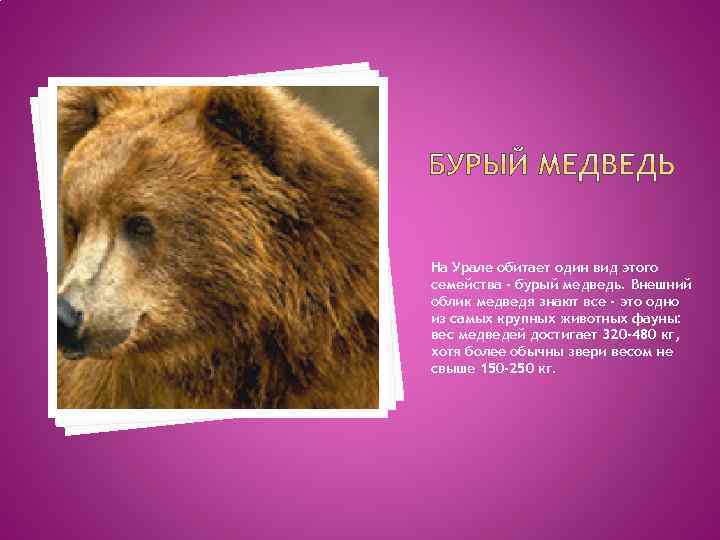 Почему медведи занесены в красную книгу. Бурый медведь красная книга России. Бурый медведь красная книга. Медведь занесенный в красную книгу России. Внешний вид бурого медведя.