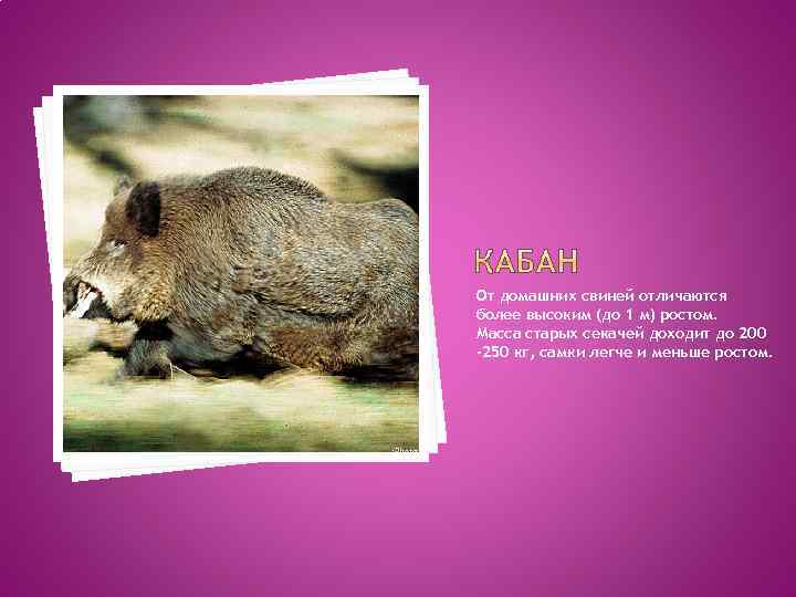 От домашних свиней отличаются более высоким (до 1 м) ростом. Масса старых секачей доходит