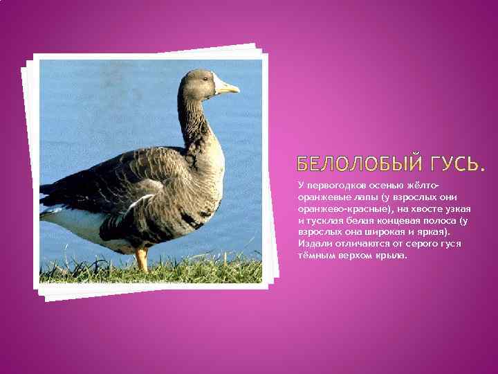 У первогодков осенью жёлтооранжевые лапы (у взрослых они оранжево-красные), на хвосте узкая и тусклая