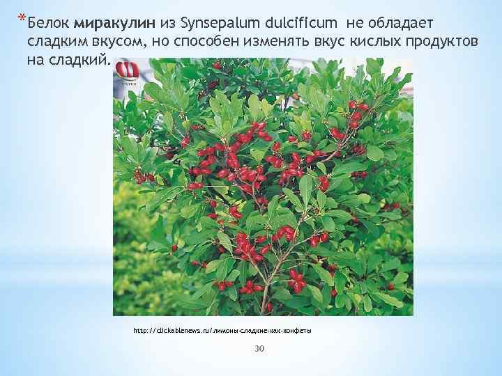 *Белок миракулин из Synsepalum dulcificum не обладает сладким вкусом, но способен изменять вкус кислых