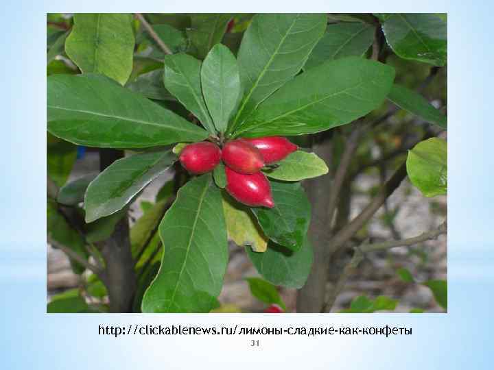 http: //clickablenews. ru/лимоны-сладкие-как-конфеты 31 