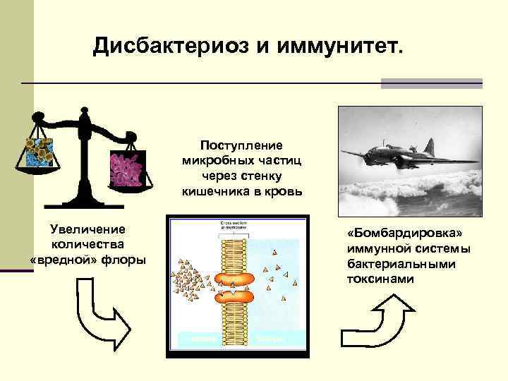 Дисбактериоз и иммунитет. Поступление микробных частиц через стенку кишечника в кровь Увеличение количества «вредной»
