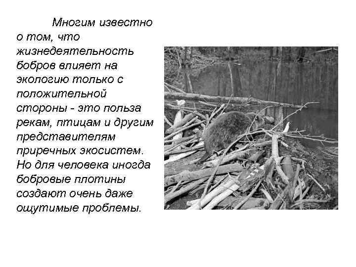 Многим известно о том, что жизнедеятельность бобров влияет на экологию только с положительной стороны