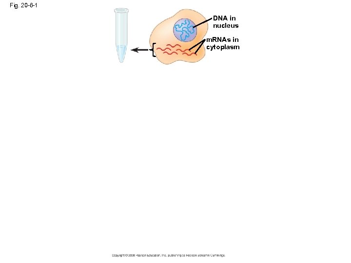 Fig. 20 -6 -1 DNA in nucleus m. RNAs in cytoplasm 