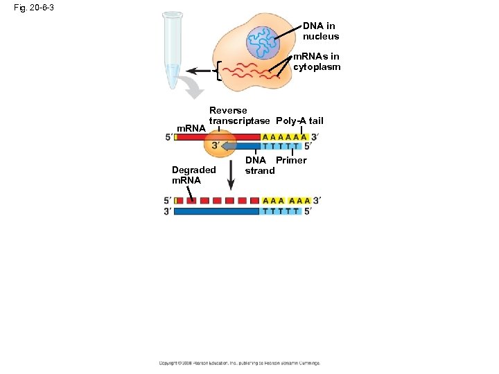 Fig. 20 -6 -3 DNA in nucleus m. RNAs in cytoplasm m. RNA Reverse