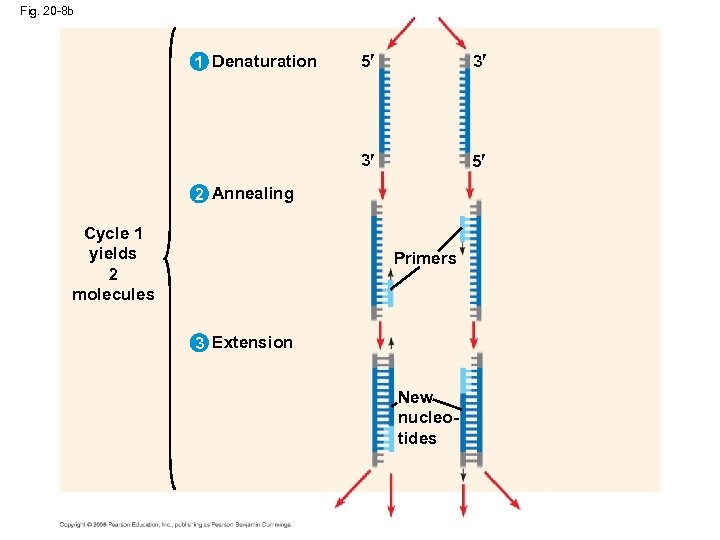 Fig. 20 -8 b 5 3 3 1 Denaturation 5 2 Annealing Cycle 1