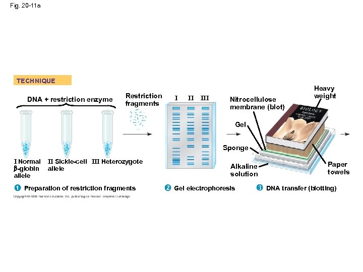 Fig. 20 -11 a TECHNIQUE DNA + restriction enzyme Restriction fragments I II III