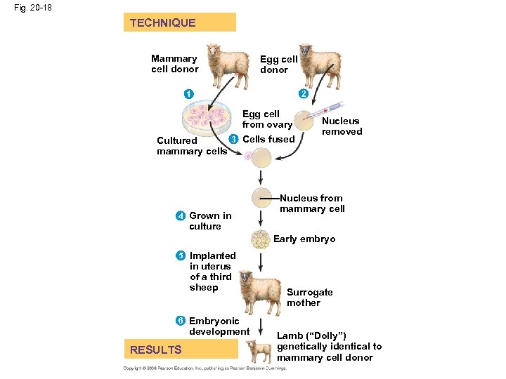 Fig. 20 -18 TECHNIQUE Mammary cell donor Egg cell donor 2 1 Egg cell