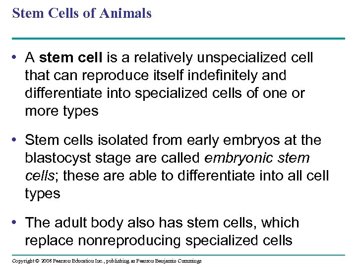 Stem Cells of Animals • A stem cell is a relatively unspecialized cell that