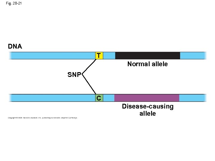 Fig. 20 -21 DNA T Normal allele SNP C Disease-causing allele 