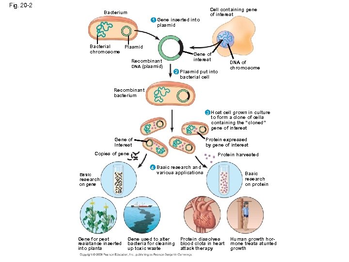 Fig. 20 -2 Bacterium 1 Gene inserted into plasmid Bacterial Plasmid chromosome Recombinant DNA