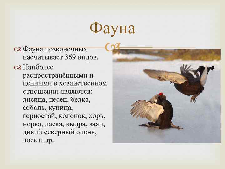 Фауна позвоночных насчитывает 369 видов. Наиболее распространёнными и ценными в хозяйственном отношении являются: лисица,