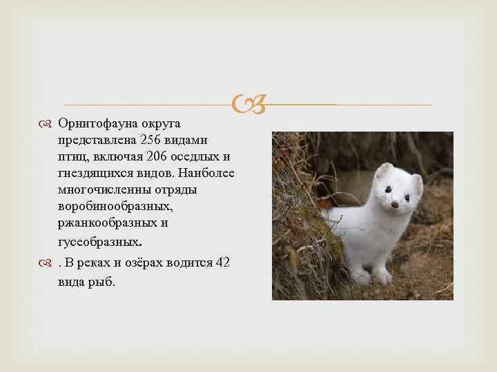  Орнитофауна округа представлена 256 видами птиц, включая 206 оседлых и гнездящихся видов. Наиболее