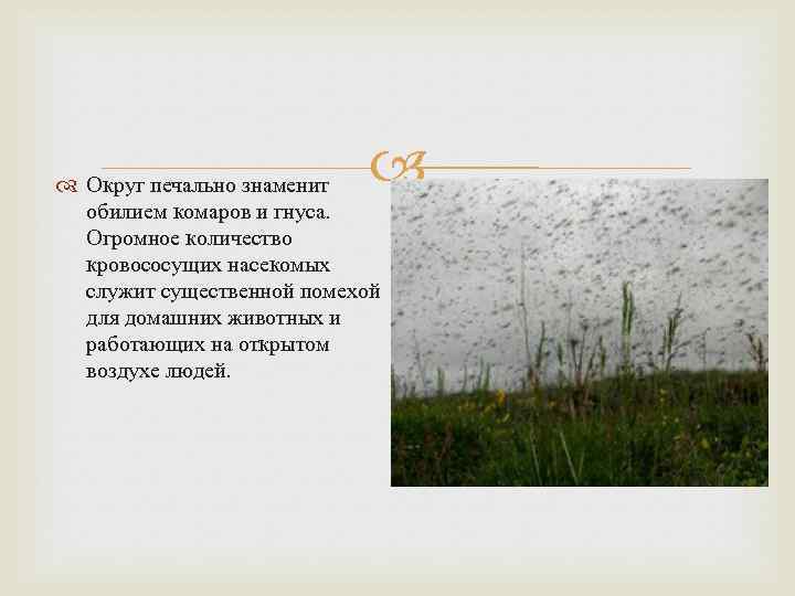  Округ печально знаменит обилием комаров и гнуса. Огромное количество кровососущих насекомых служит существенной