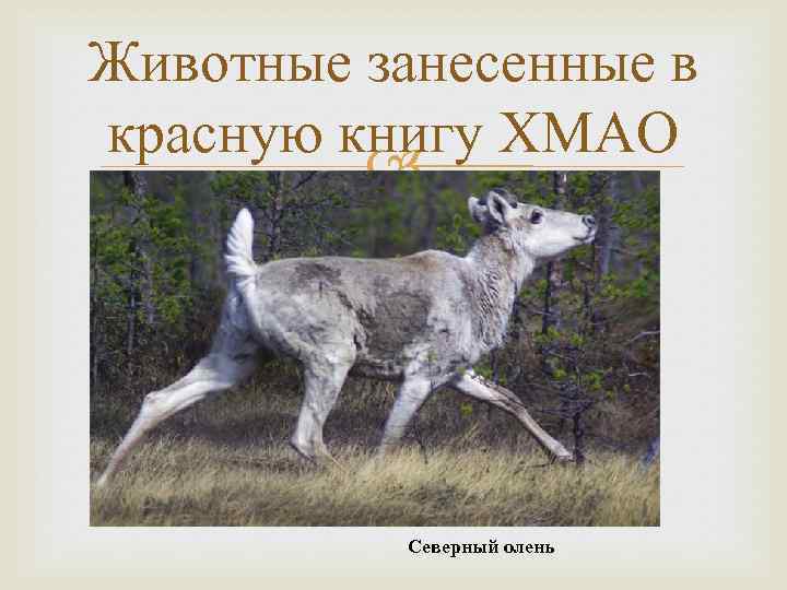 Животные занесенные в красную книгу ХМАО Северный олень 