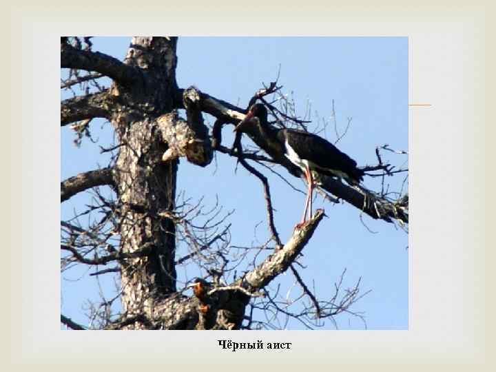  Чёрный аист 