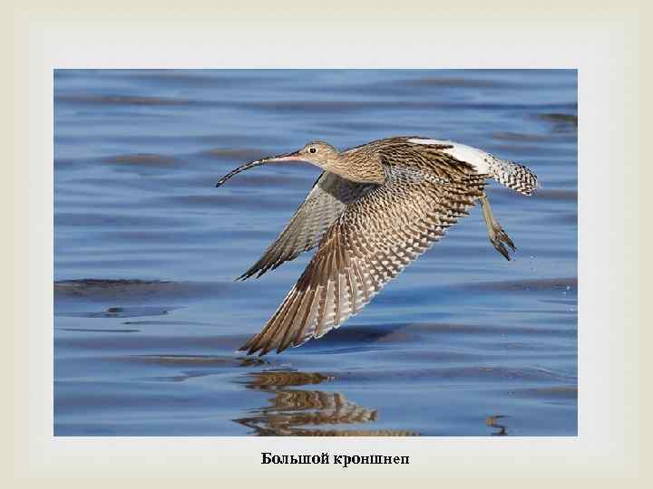  Большой кроншнеп 