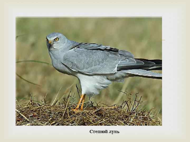  Степной лунь 