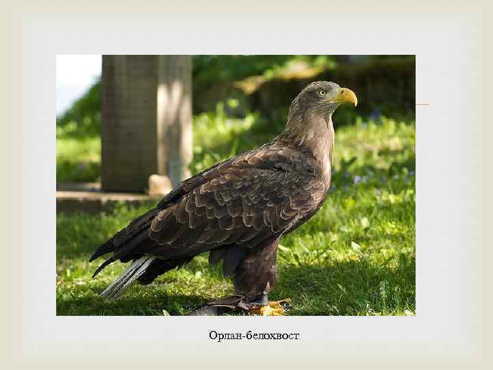  Орлан-белохвост 