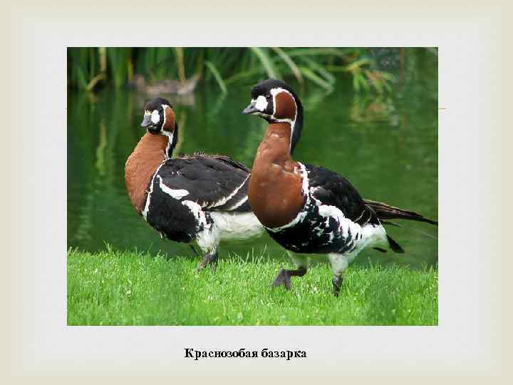  Краснозобая базарка 