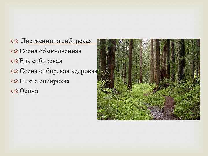  Лиственница сибирская Сосна обыкновенная Ель сибирская Сосна сибирская кедровая Пихта сибирская Осина 