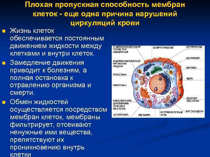 Плохая пропускная способность мембран клеток - еще одна причина нарушений циркуляций крови n n