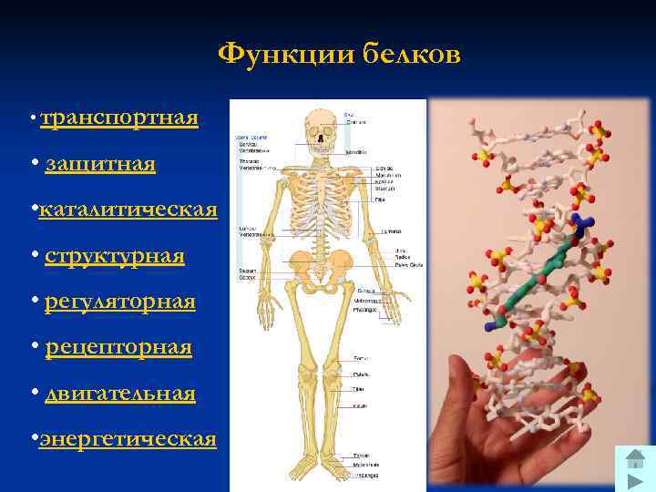 Функции белков • транспортная • защитная • каталитическая • структурная • регуляторная • рецепторная