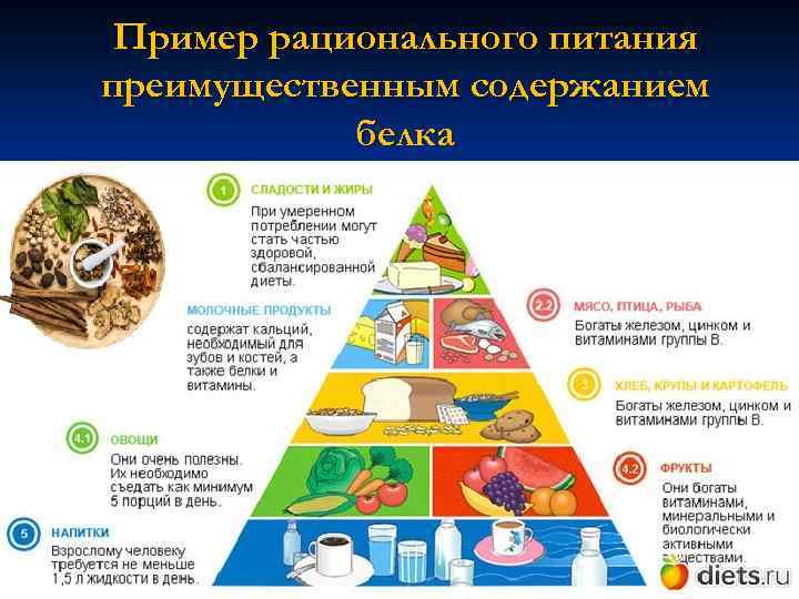 Пример рационального питания преимущественным содержанием белка 
