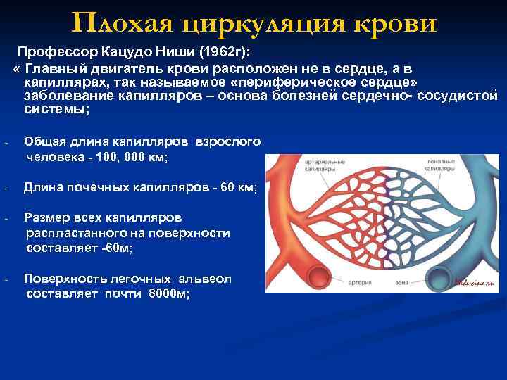 Плохая циркуляция крови Профессор Кацудо Ниши (1962 г): « Главный двигатель крови расположен не