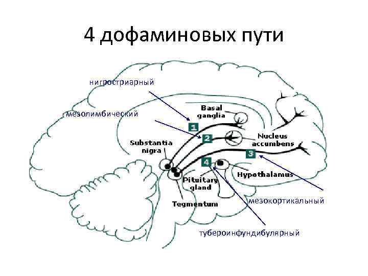 4 дофаминовых пути нигростриарный мезолимбический мезокортикальный тубероинфундибулярный 