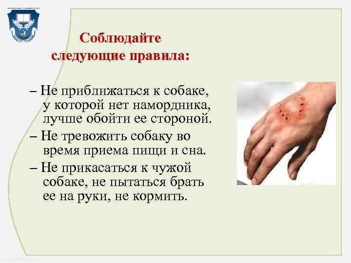Соблюдайте следующие правила: – Не приближаться к собаке, у которой нет намордника, лучше обойти
