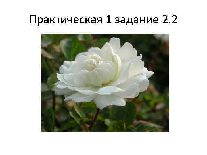 Практическая 1 задание 2. 2 