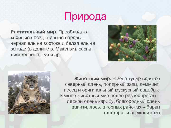 Природа Растительный мир. Преобладают хвойные леса ; главные породы – черная ель на востоке