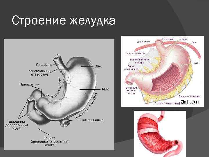 Строение желудка 