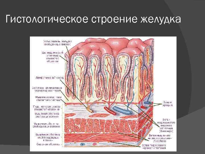 Гистологическое строение желудка 