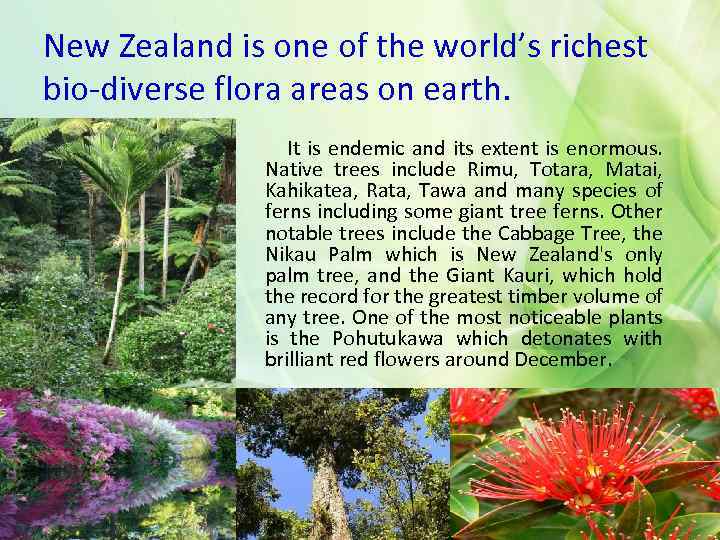 New Zealand is one of the world’s richest bio-diverse flora areas on earth. It
