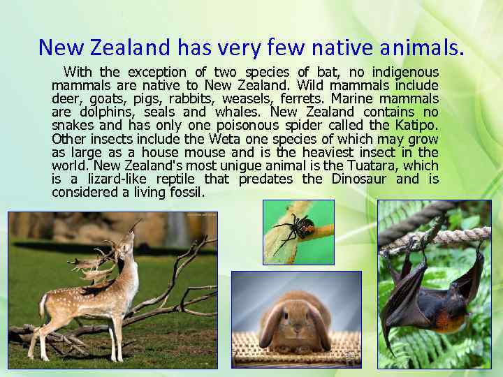 New Zealand has very few native animals. With the exception of two species of