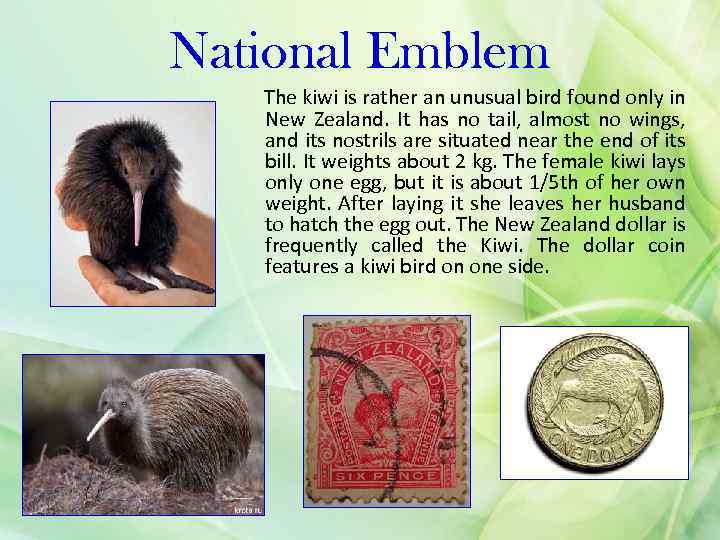 National Emblem The kiwi is rather an unusual bird found only in New Zealand.