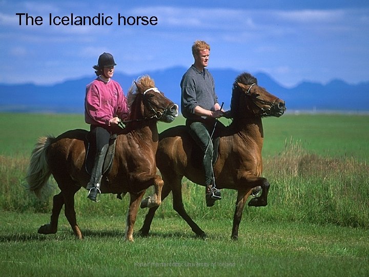 The Icelandic horse Þórleif Hjartardóttir University of Iceland 