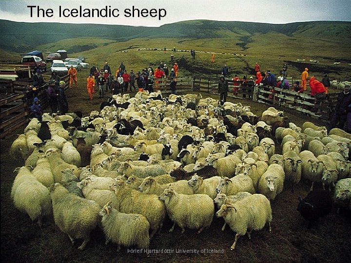 The Icelandic sheep Þórleif Hjartardóttir University of Iceland 