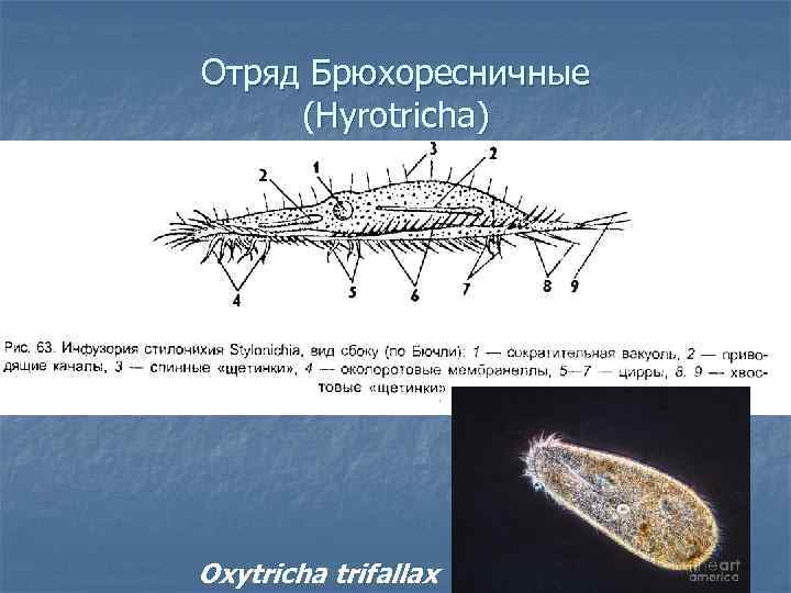 Презентация тип инфузории