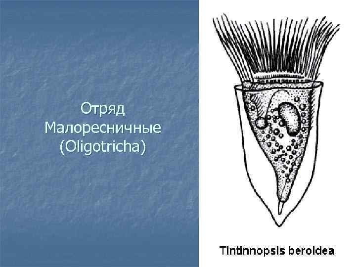 Отряд Малоресничные (Oligotricha) 