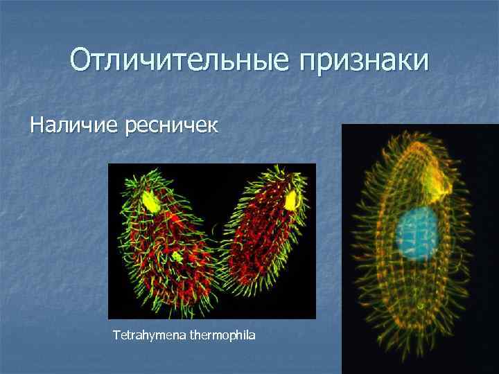 Отличительные признаки Наличие ресничек Tetrahymena thermophila 