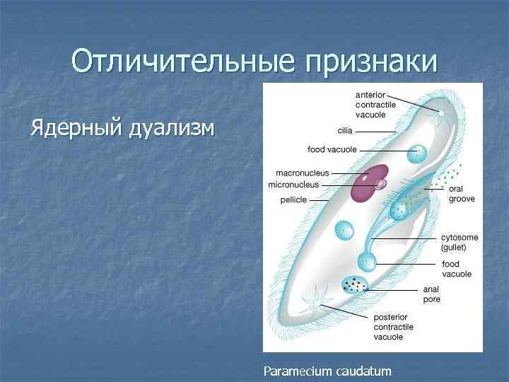Отличительные признаки Ядерный дуализм Paramecium caudatum 