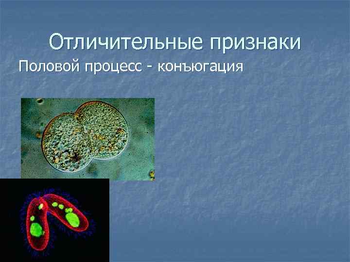 Отличительные признаки Половой процесс - конъюгация 