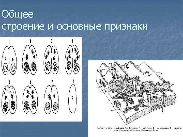 Общее строение и основные признаки 