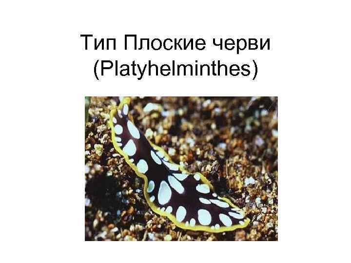Тип Плоские черви (Platyhelminthes) 