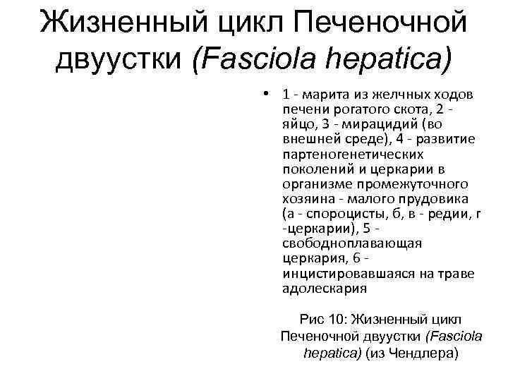 Жизненный цикл Печеночной двуустки (Fasciola hepatica) • 1 - марита из желчных ходов печени